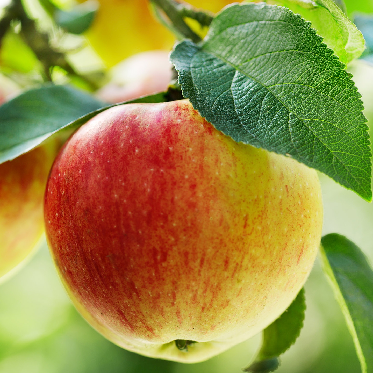 Apfel Johannisbeersaft - Weber-Michl